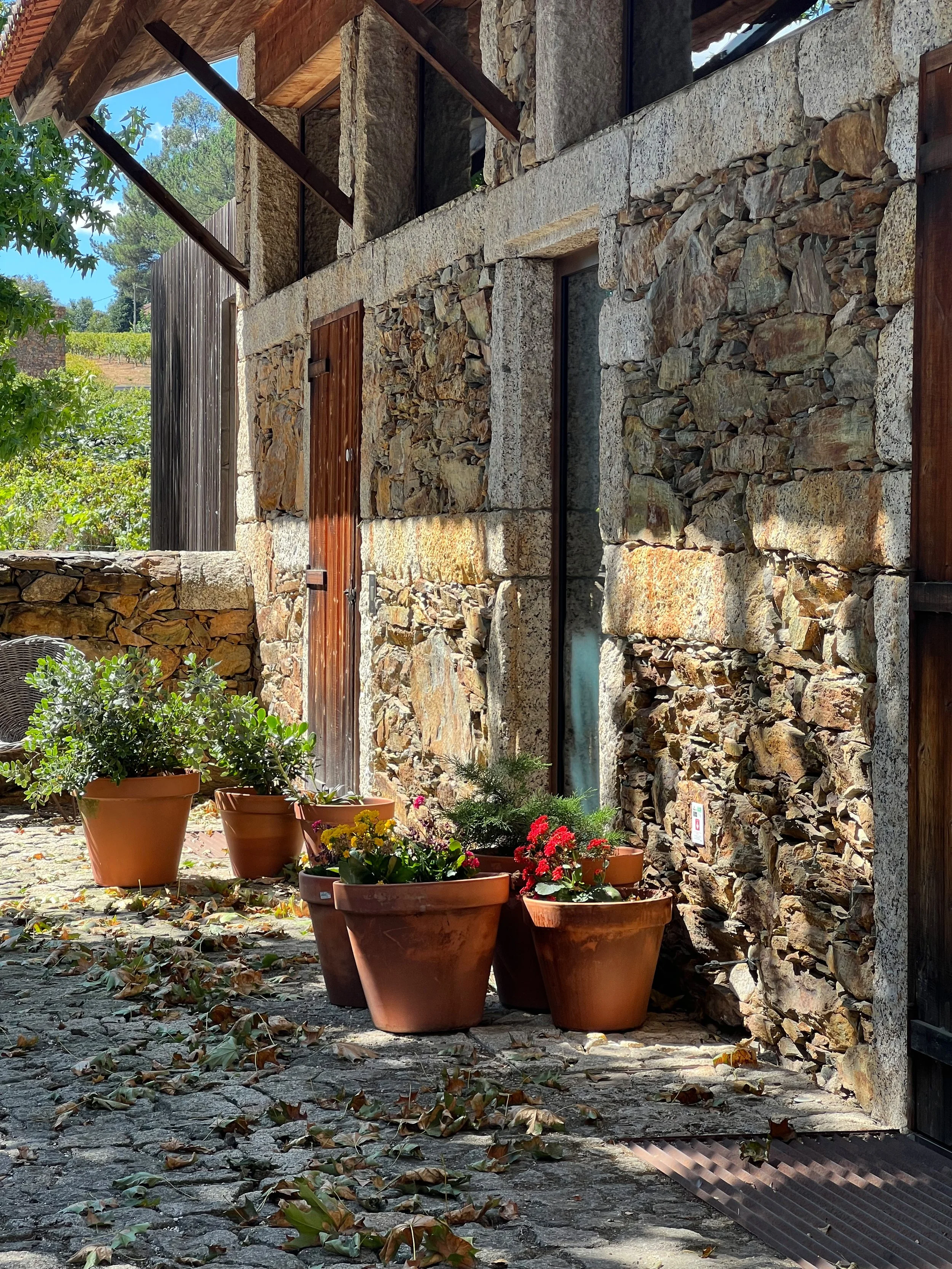 Monverde 8